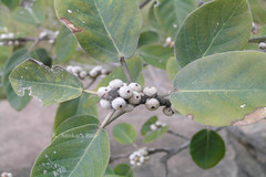 Ficus mollis